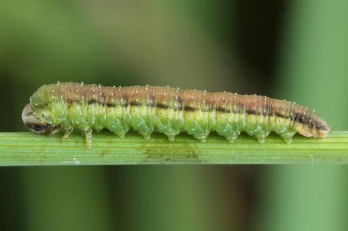 Réf. 223 097 : Dolerus aericeps